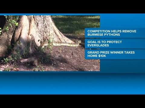 The Florida Python Challenge is officially underway