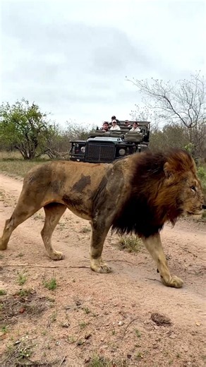 MASSIVE Male Lion Strolls Past Vehicle!