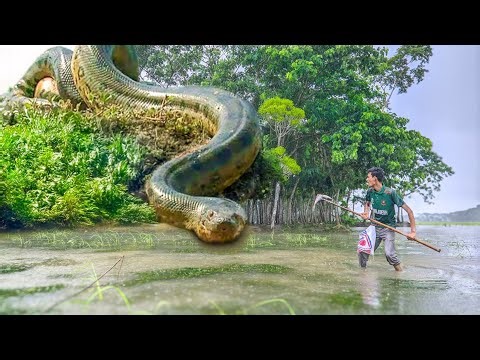 Anaconda Sanke Attack On Village Boy In Swamp | Anaconda Snake Attack Boys In Forest | Anaconda