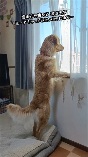aiに動画編集を頼んでみたら…😅しっかりしてくれ！ai🤣#犬#ゴールデンドゥードル#goldendoodle