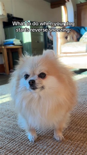 How to Help Your Dog with Reverse Sneezing