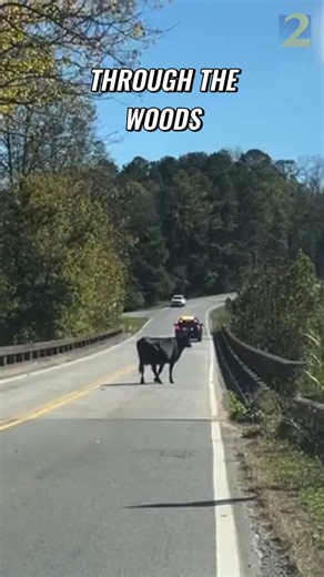 Cow on the moo-ve across metro Atlanta