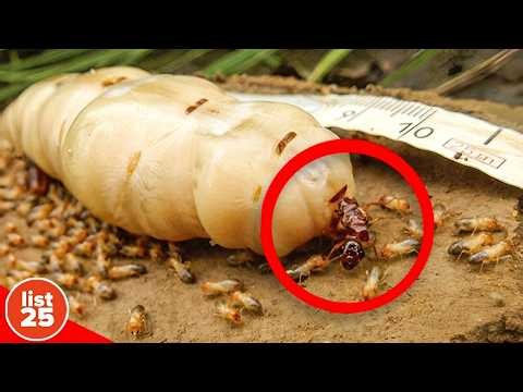 100 Animal Facts That Will Completely Rewire Your Brain