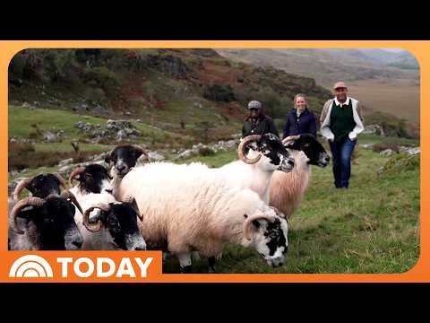 TODAY Shares Glimpse Into Life on an Irish Sheep Farm