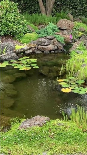 You don't need to add rocks to the entire pond if you don't want too #ozponds