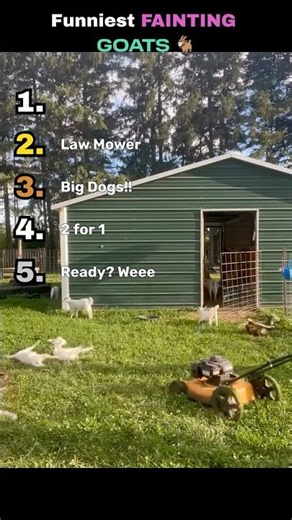 Funniest FAINTING GOATS