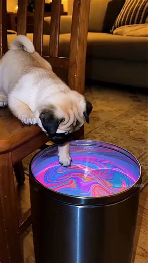 Dog Fell In Magical Paint Bucket 😂 ~ #sudhalstories