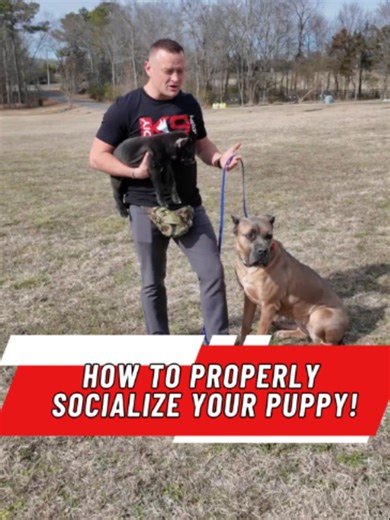 Puppy Training: Safe Introductions & Socialization
