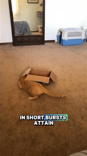 Shocking Cat Facts: Running Speed