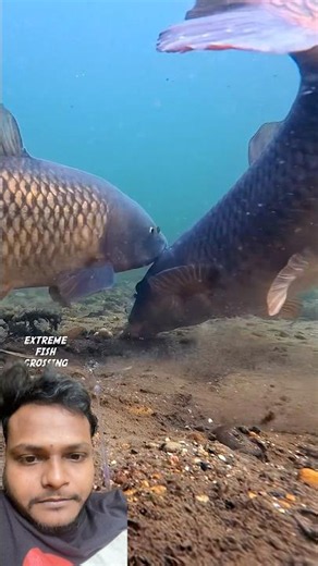 Amazing fish, ￼#carpfishing #fishing #carp #fish #fishingvideo #fishinglife #fisherman