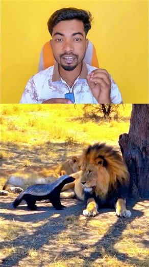 The Honey Badger Has No Fear of Lions! 🦁😱