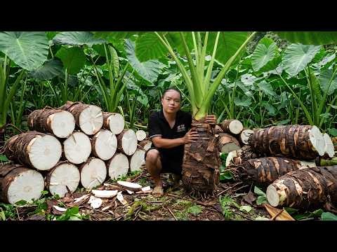 Harvesting giant wild taro | Transforming a highly irritating plant into animal feed and herbal tea.