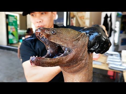 DANGEROUS MORAY EELS Around The World!