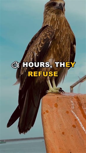 Salmon Torture Prey for Hours - The Horror