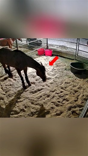 This Injured Horse Could Only Sleep When Its Owner Was Beside It! 🥹 | #shorts