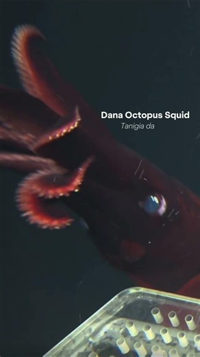 4,600 meters down and something blinked back at us