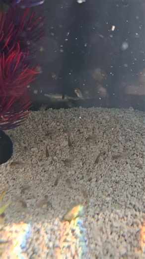 convict cichlid fry week 5 #aquarium#cichlid