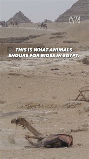 Planning a Trip to Egypt? Skip the Camel Rides 💔🐪