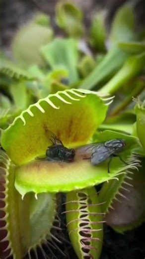 Venus Flytrap catching a fly②