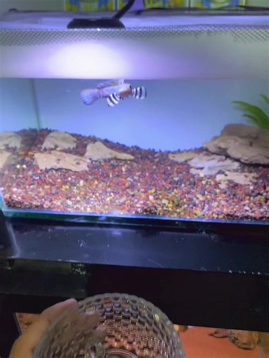 Aquarium Channa dan Cupang: Tips dan Biotope