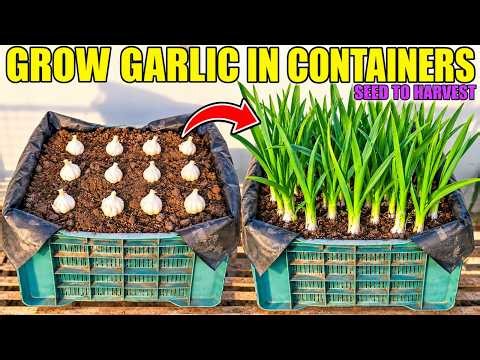 Easy Way to Grow Garlic in Pots | SEED TO HARVEST