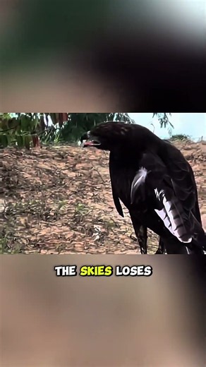 Eagle Hunts Rooster… But Gets Outsmarted!🔥 #shortvideo #animals #eagles
