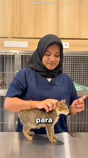 Nunca le hagas ESTO a tu gato! 🐈