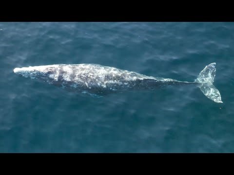 Pacific Calm- Gray Whales Migrating 1