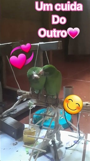 como o pipo cuida da pikee