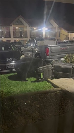 Huge Black Bear Raids Trash Bin Outside Hotel Room