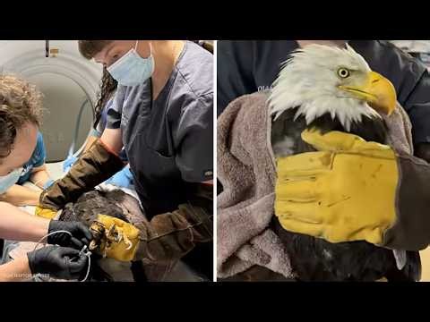 Big Bear eagle Jackie recovering well after CT scan, biopsy and successful anesthesia