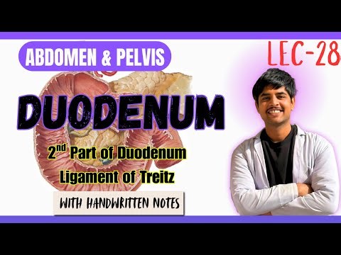 Duodenum Anatomy (Complete) | Parts , Relations, Ligament of Treitz , Interior & Blood Supply
