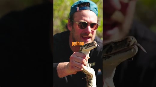 Go on a high-stakes hunt for a massive invasive 10-foot python