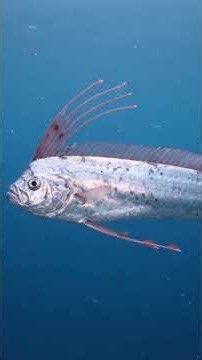 The Fish That Looks Like a Living Ribbon | Meet the Giant Oarfish