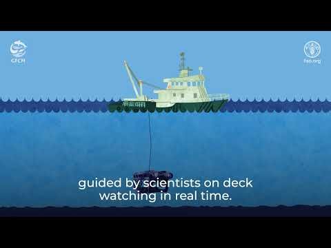 Inside the GFCM's surveys at sea: technology to advance monitoring