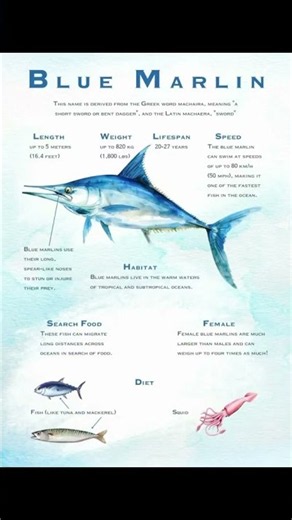 🌊🐟 Meet the Blue Marlin One of the Ocean’s Fastest and Most Powerful Fish! 💙🐟