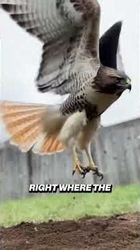 He Thought His Husky Was Killing This Rabbit... Until He Looked Up!