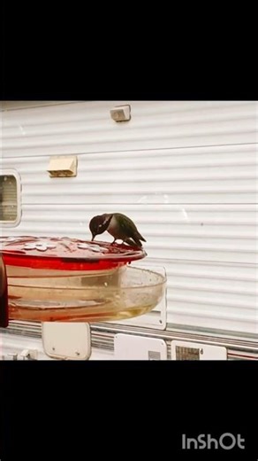 Hummingbird: "Just did 10 laps around your head...I'm hungry!"