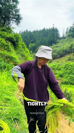 Simple Trick for Bundling Rice