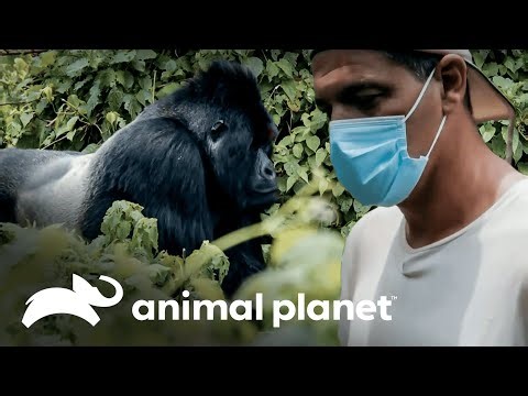Protegiendo lo que queda | Wild Frank: Gorilas | Animal Planet Latinoamérica