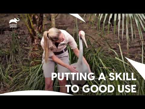 Meet KING of Wetlands "The Brolga" | Crikey! It's The Irwins S1 Ep 4,5,6 | Animal Planet