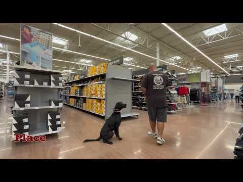 Echo | 20 Day Board & Train | Black Lab #labradorretriever #dogtrainer #offleashlife