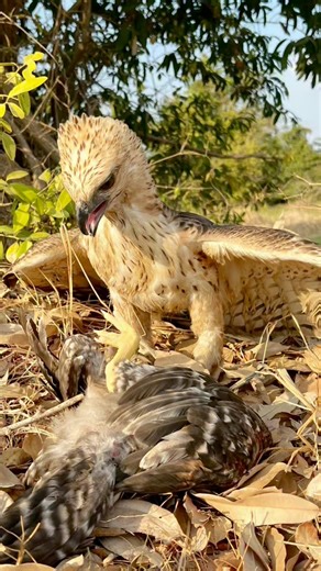 Hawk Eagle attacking their prey can reach speeds of over 150 mph #Eagles #reelsvideoシ #reelsviralシ #reelsviralシfb #reelschallenge #birdlife #hawkeagle #goldeneagle #Eagles | Ros Veasna