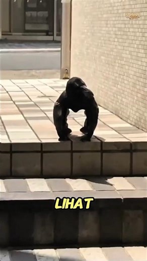 Crows, the Most Intelligent Animals in the World 🤯