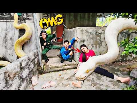 Brave Expert Risks His Life to Rescue Ethnic Girl Attacked by Giant White Python