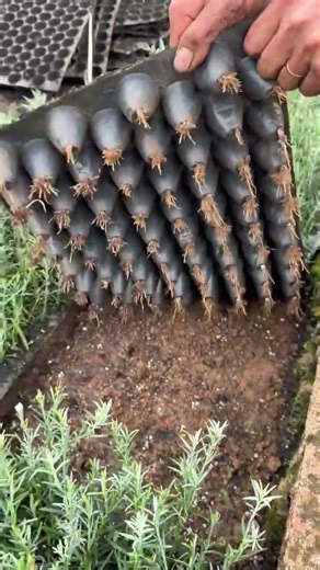 Seedling raising method for crown daisy