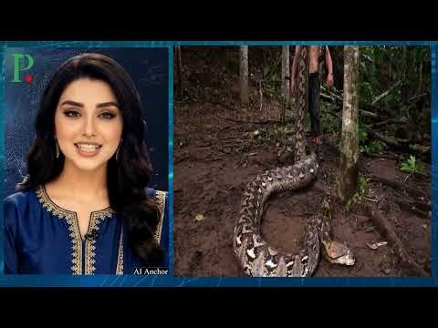 World’s Longest Wild Python Found in Indonesia 🐍🌍 | Guinness Record Confirmed