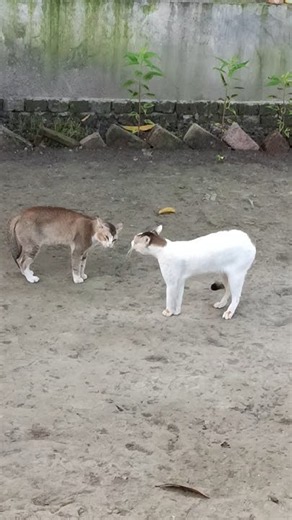 Two Cats Fighting 😹🐱 | Funny Cat Fight Video #Shorts