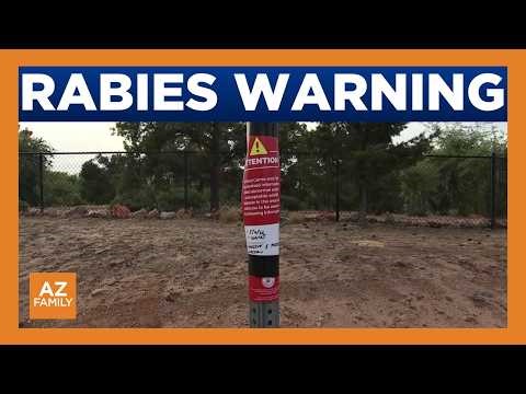 Rabid bobcat sparks outbreak fears north of Prescott