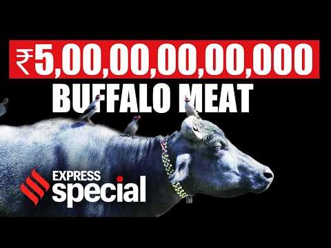 The Economics Behind India’s $5-Billion Buffalo Meat Trade | Indian Express Special